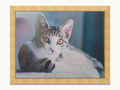 Changing Cat Portraits – 3D Lenticular Art