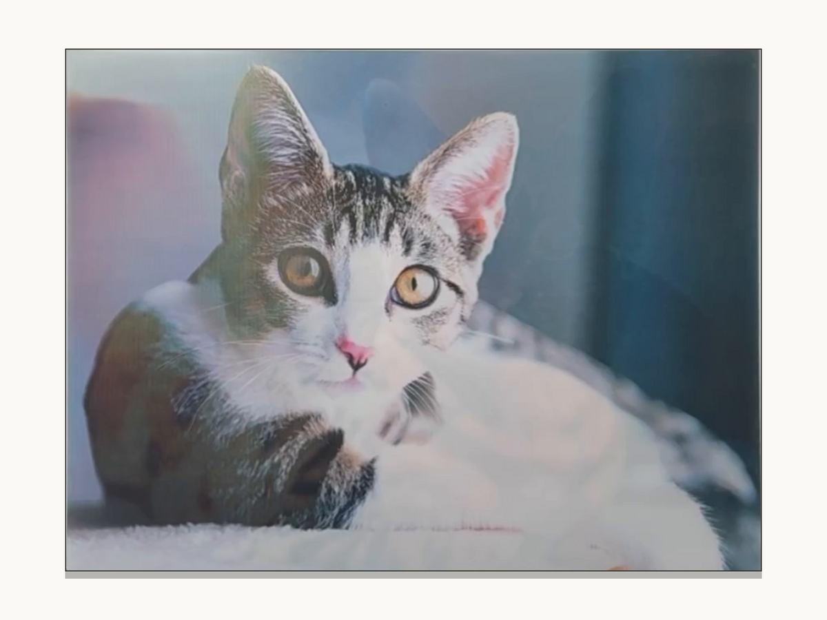 Changing Cat Portraits – 3D Lenticular Art