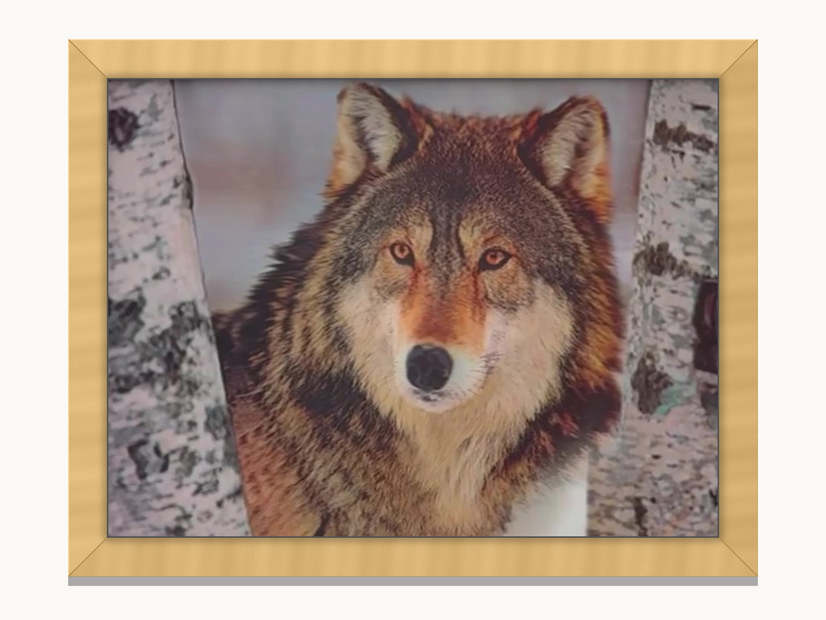 Birch Wolf