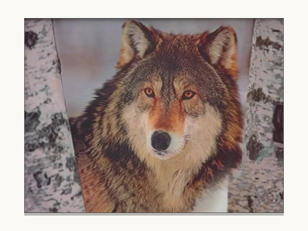 Birch Wolf