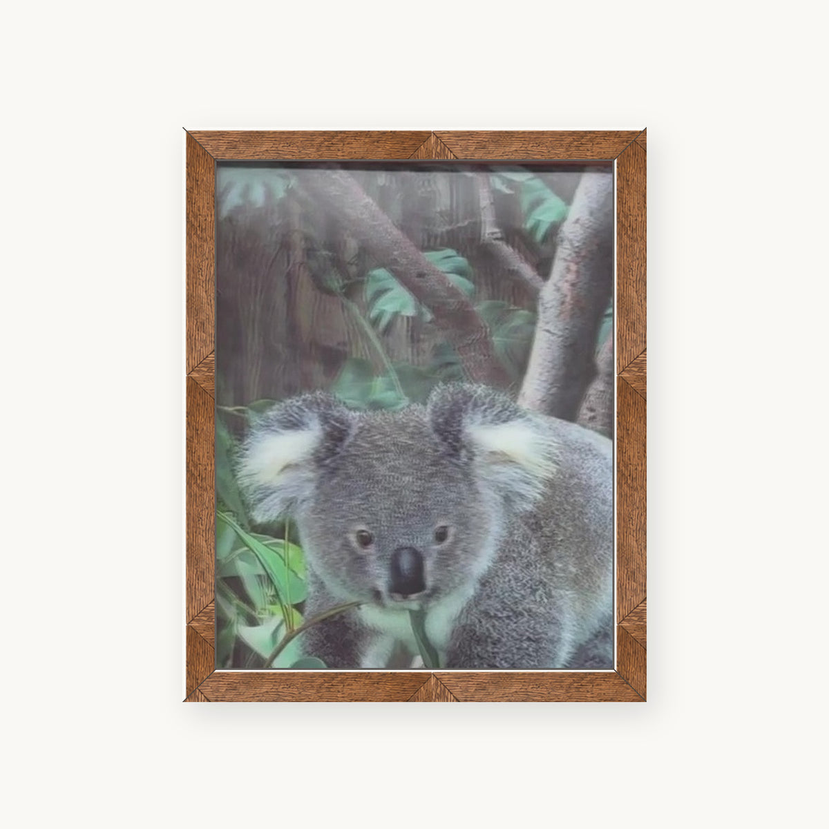 Koala in the Eucalyptus III – 3D Lenticular Art
