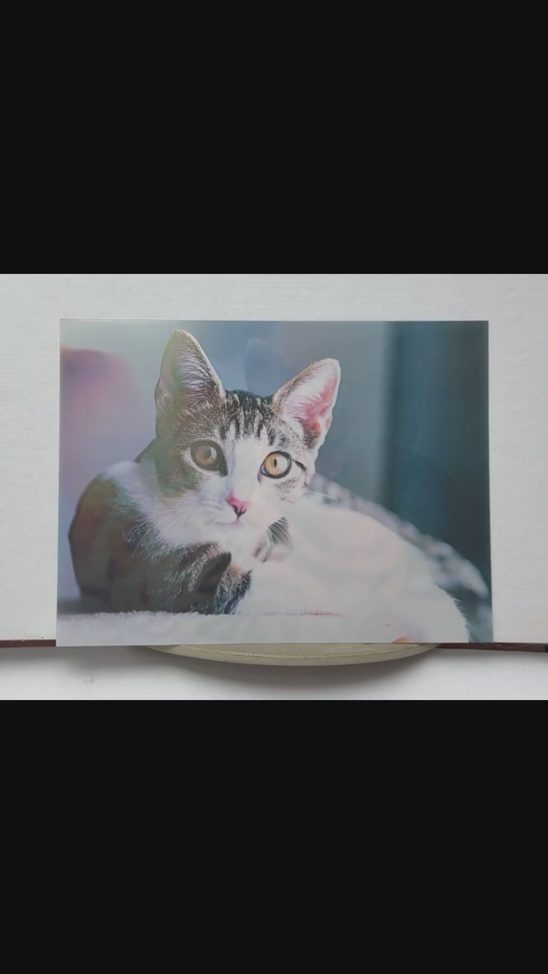 Changing Cat Portraits – 3D Lenticular Art