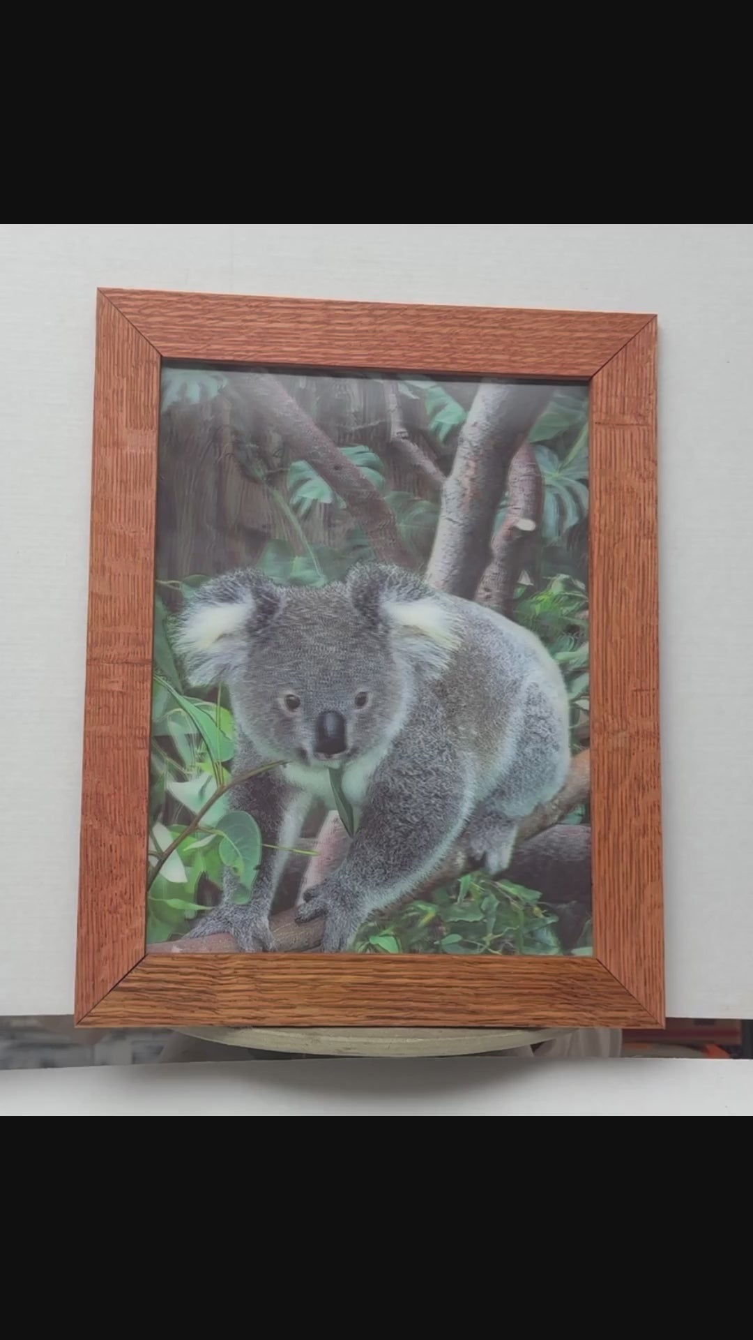 Koala in the Eucalyptus – 3D Lenticular Art